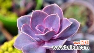 当花瓣凋零 花谢了,心也凉了——代表不再爱的花