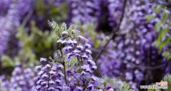 探寻紫藤萝的神秘花语与象征意义 紫藤萝的花语及其寓意