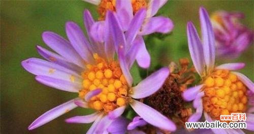 花语紫菀 紫菀花