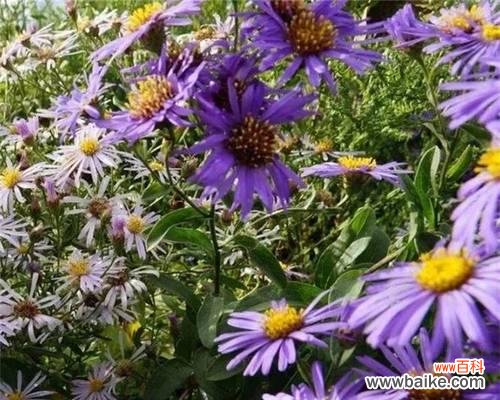 花语紫菀 紫菀花