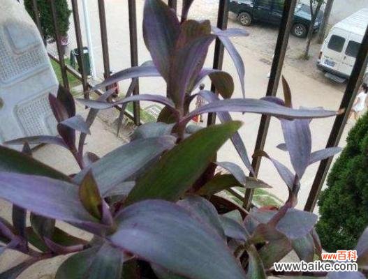 揭示中国文化中紫竹梅的象征意义 紫竹梅的寓意和象征