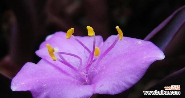 揭示中国文化中紫竹梅的象征意义 紫竹梅的寓意和象征