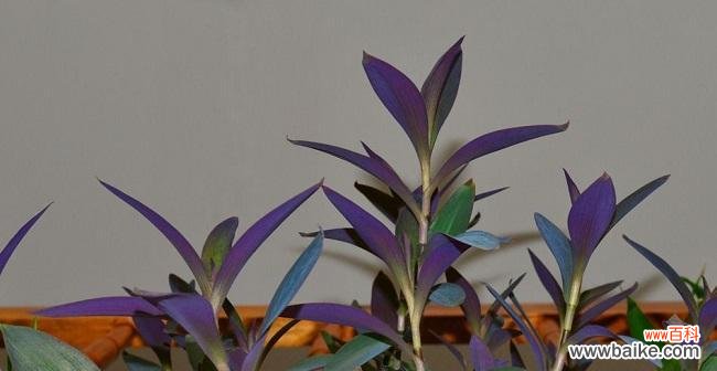 揭示中国文化中紫竹梅的象征意义 紫竹梅的寓意和象征