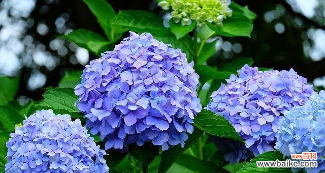 探寻紫云英的花语意义与象征 紫云英的花语传递神秘与自由