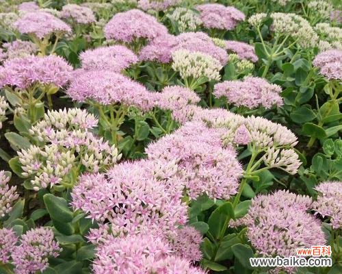 传递幸福与繁荣的八宝景天 八宝景天花语