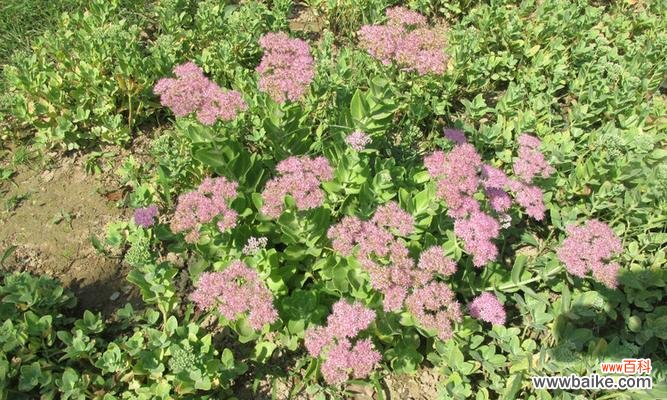 传递幸福与繁荣的八宝景天 八宝景天花语