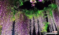 探寻紫藤的隐含之美 紫藤的象征意义与寓意