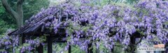 紫藤萝花开 紫藤萝的象征意义