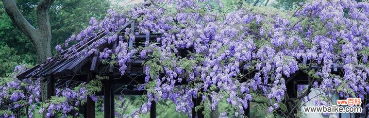 紫藤萝花开 紫藤萝的象征意义