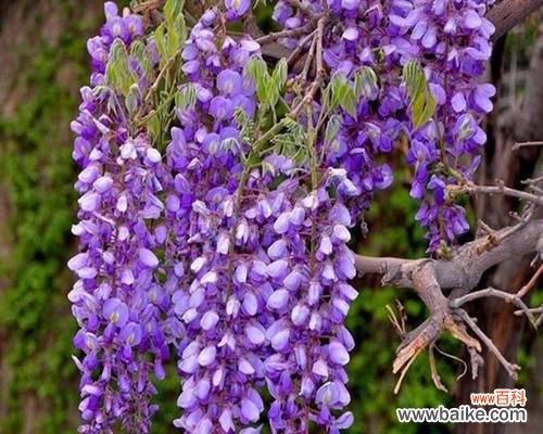 紫藤萝花开 紫藤萝的象征意义