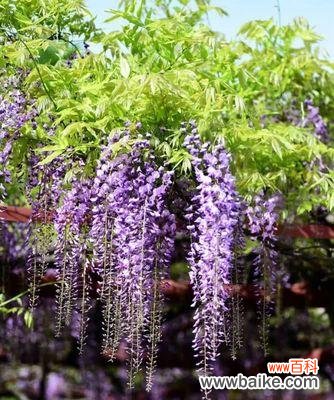 紫藤萝花开 紫藤萝的象征意义