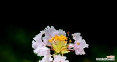 探索紫薇花语的深意 紫薇花的花语及其意义