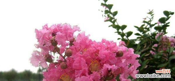 揭示紫薇花的神秘含义与崇高使命 紫薇花