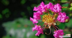 揭示紫薇花的神秘含义与崇高使命 紫薇花