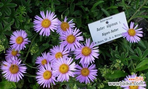 追溯紫菀花的传说 紫菀花