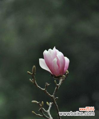 探寻紫玉兰的美丽花语 紫玉兰花语及其寓意——崇高与纯洁的象征