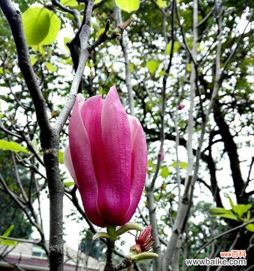 探寻紫玉兰的美丽花语 紫玉兰花语及其寓意——崇高与纯洁的象征