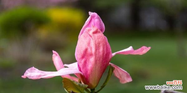 探索紫玉兰花的神秘魅力 紫玉兰花的寓意与象征