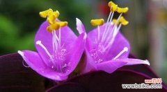 寓意深远的紫竹梅花 紫竹梅花语