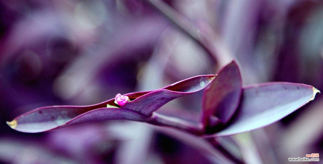 寓意深远的紫竹梅花 紫竹梅花语