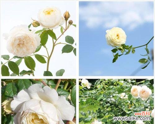 用花朵诠释纯洁的情感 花语纯洁的爱