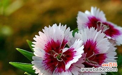 用花朵诠释纯洁的情感 花语纯洁的爱