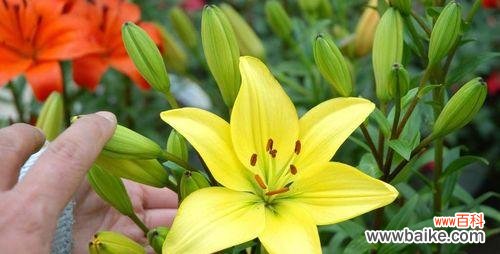 用花朵诠释纯洁的情感 花语纯洁的爱