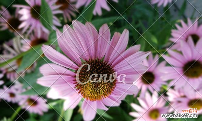 盛开的花朵犹如春天的使者 春天的花海——以代表春天的植物花卉为主题