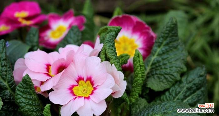 探索春天中最美的代表植物 春天的鲜花绽放