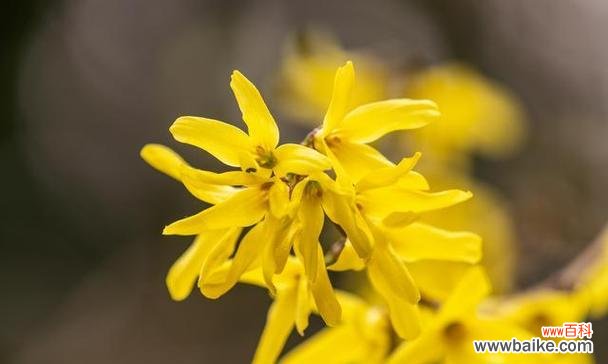 探索春天中最美的代表植物 春天的鲜花绽放