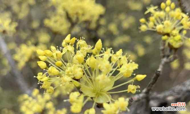 探索春天中最美的代表植物 春天的鲜花绽放