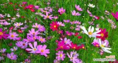 探索花卉世界中纯真爱情的力量 纯洁之花