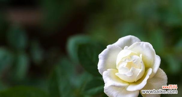 探索花卉世界中纯真爱情的力量 纯洁之花