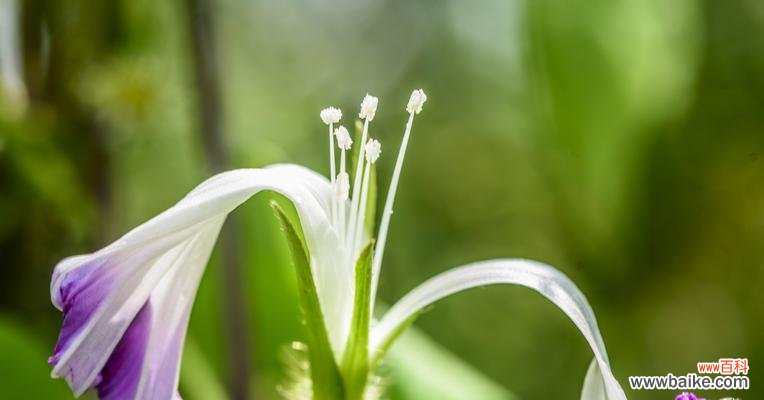 以代表单相思的花为主题 单相思之花——爱在心间