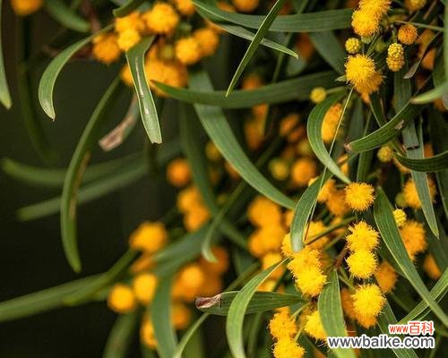 以代表单相思的花为主题 单相思之花——爱在心间