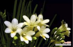 探索自然纯净之美 纯洁的植物世界