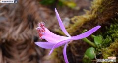 展现自立精神的兰花 坚强独立之花