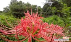 恶魔之花——生长在黑暗中的妖艳魅力 恶魔之花