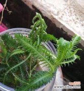 探寻代表父爱的十种植物及寓意 父爱如植，代表父亲的植物之情