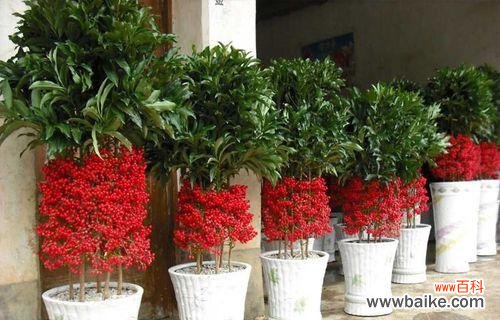 向往财富与繁荣的寓意 富贵之植