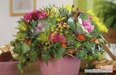 以代表复合的花传递真诚的求复合之意 花语中的复合之情