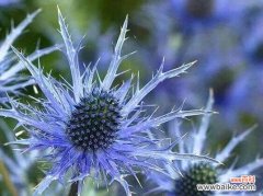 探寻花卉界中的高冷王者 高冷孤傲的花