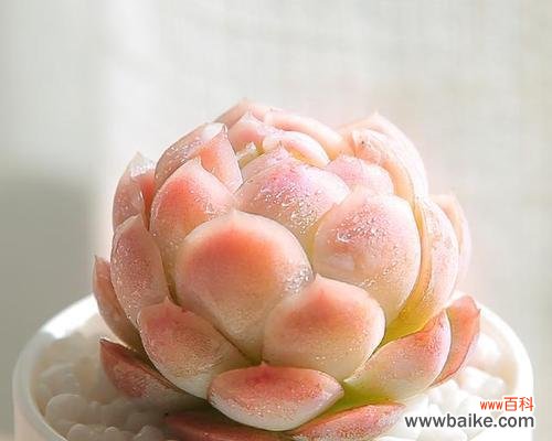 探寻花卉界中的高冷王者 高冷孤傲的花