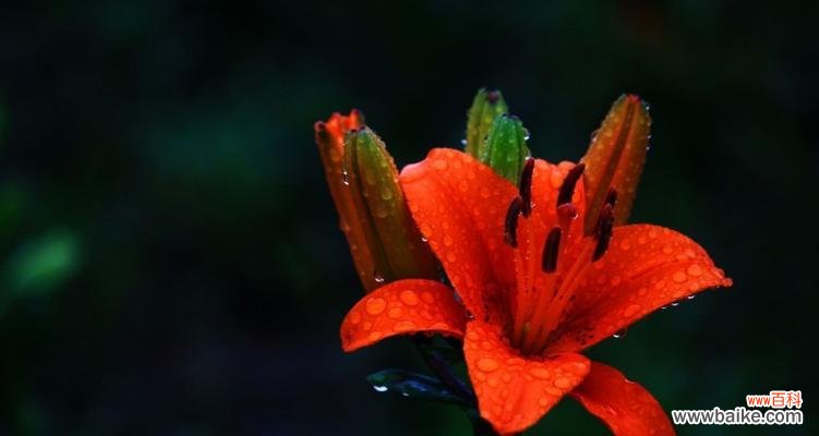 探寻花卉界中的高冷王者 高冷孤傲的花