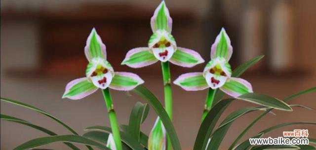 探寻植物界的优雅与魅力 高雅之美