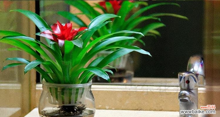 探寻植物界的优雅与魅力 高雅之美