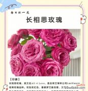 呵护、坚强、无私、深情 以百合花代表父爱