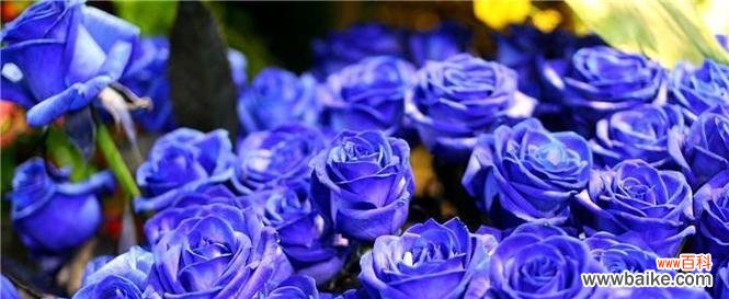 探寻友情的花海 友情之花