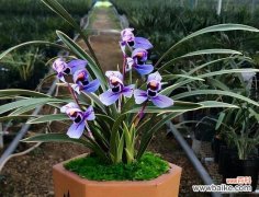 探寻友情的花海 友情之花