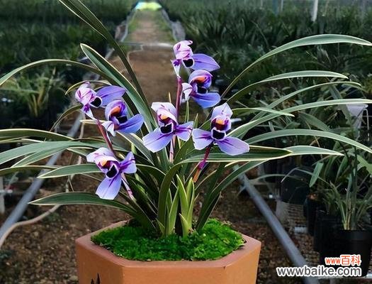 探寻友情的花海 友情之花